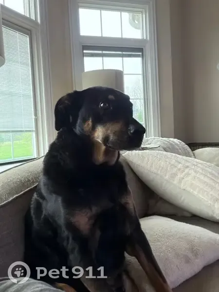 Lost dog, 84th Street, Bristol - black with tan on face - photo