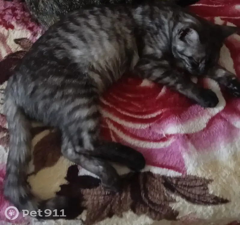 Зникла кішка, Березняківська вулиця, 6, Київ - сіра полосата з короткою шерстю - photo