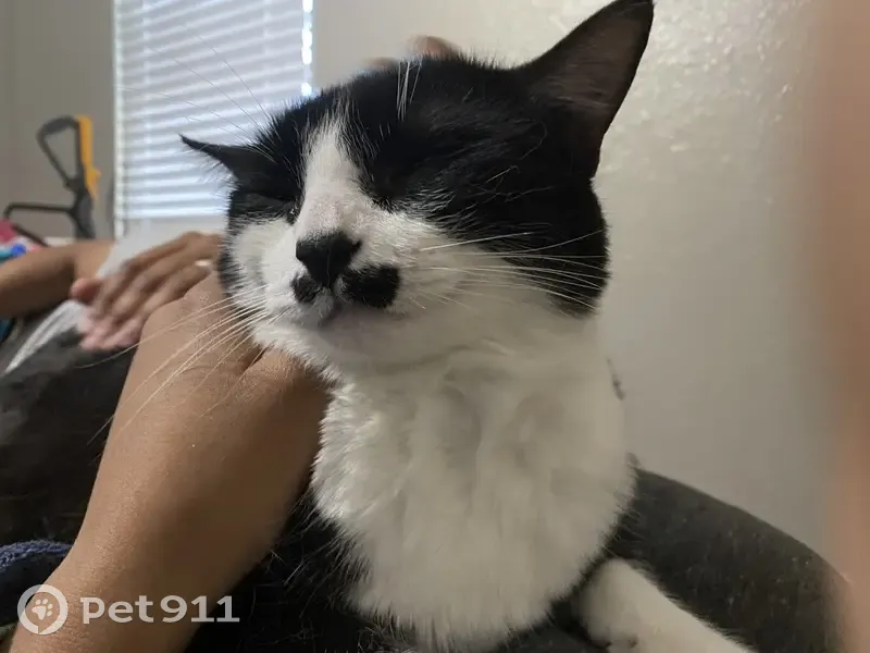 Lost cat, Winding Lane, Fort Worth - tuxedo with mustache marks - photo