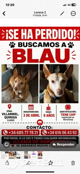 Perdido perro macho, Estrada de Cereixido a Rugando, Quiroga, Ponferrada - photo