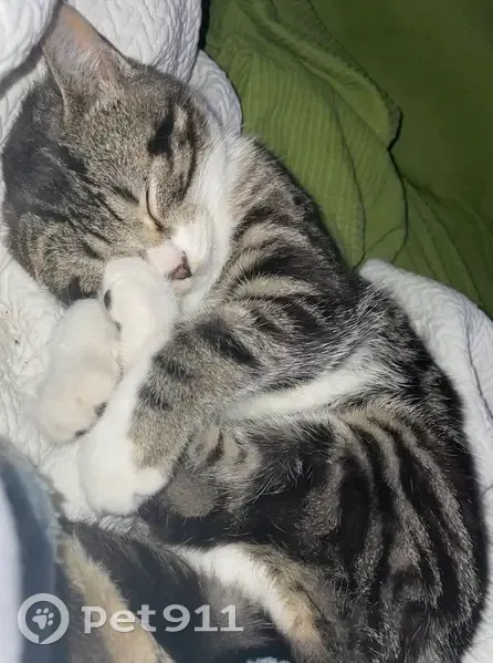 Gato perdido Macho, Cartagena (sl495558) - photo