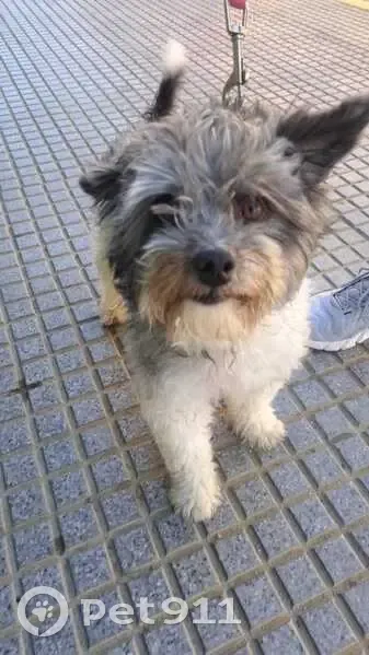 Perdido perro hembra, Bormujos, Madrid - color gris y blanco - photo