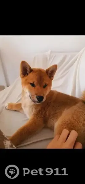 Perdido perro macho, Calle la Verada, 29, Arona - photo