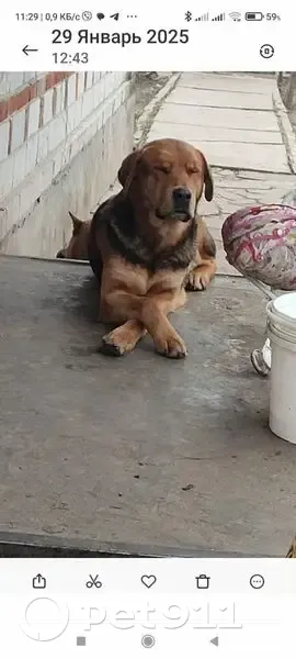 Зникла собака, О-1711147, Світлогірське - німецької породи, окрас коричневий - photo