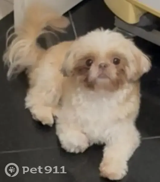 Cachorro perdido Fêmea (brl002654) - photo