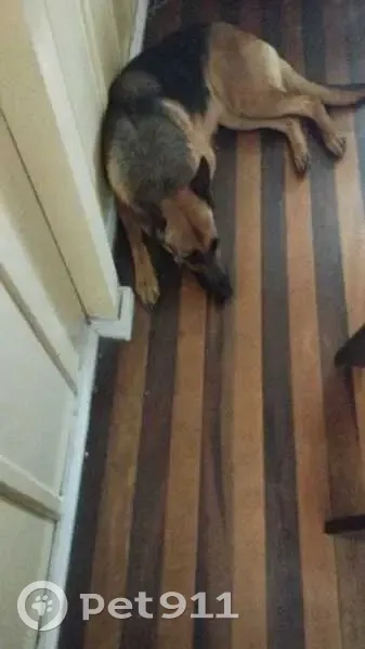 Cachorro perdido Fêmea (brl002655) - photo