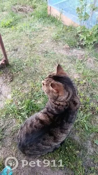 Зникла кішка, вулиця Івана Хрестителя, 72, Яворів - смугастий з яскраво зеленим пахучим нашийником - photo