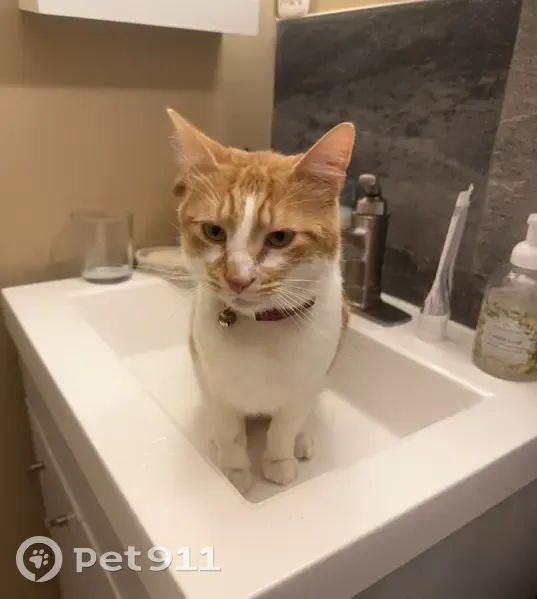 Lost cat, Frederick Road, Germantown - orange with white patches - photo