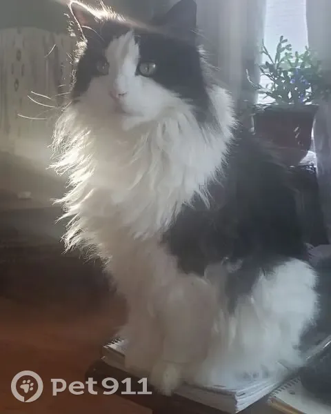 Missing cat Male, New London (usl535230) - photo