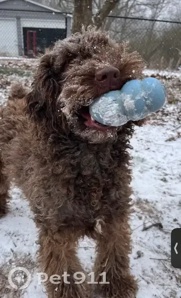Lost dog, Cumming Highway, Canton - female with brown curly hair - photo