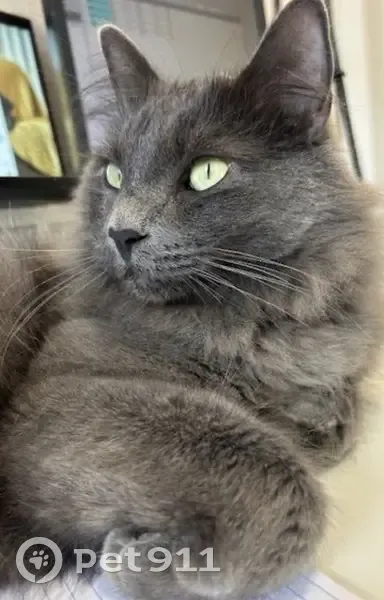 Lost cat, East Green Valley Ranch Boulevard, Denver - neutered male, long haired - photo