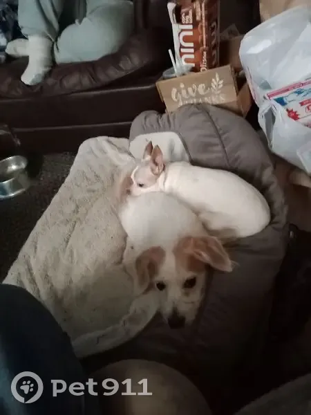 Missing dog Female, Smyrna (usl535231) - photo