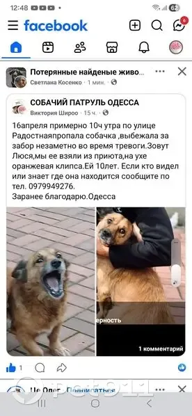 Зникла собака, Радісна вулиця, Одеса - рижа, низького зросту - photo