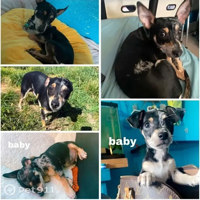 Lost dog, Road 6405, 11, Kirtland - black, brown, and gray chihuahua - photo