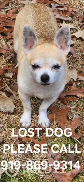 Lost male dog, Innsbruck Drive, Wilson's Mills - photo