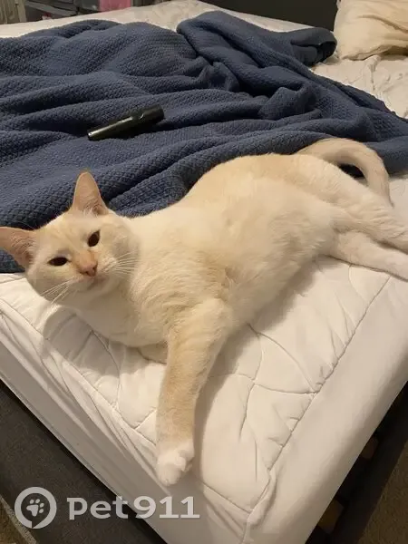 Lost male cat, Welford Place, Goldsboro - cream color with blue eyes - photo