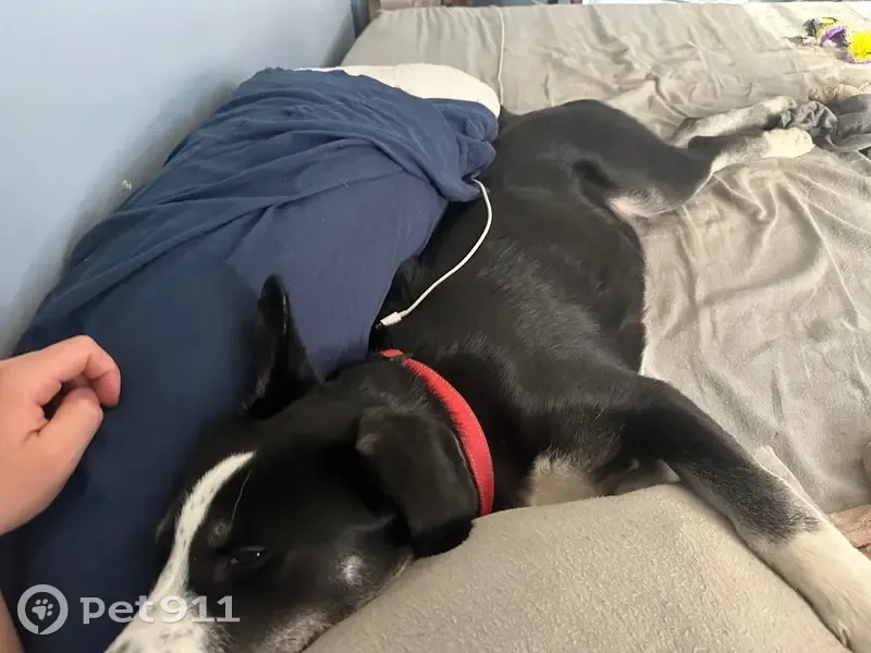 Lost dog, Bradys Ridge Road, 352, Follansbee District, Wellsburg - male husky border collie mix - photo