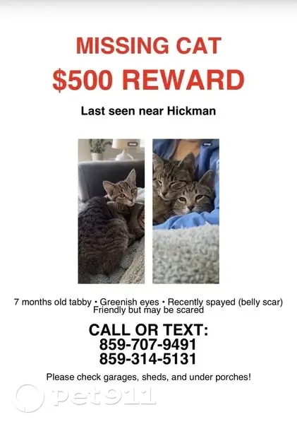 Missing cat Female, Winchester (usl535243) - photo