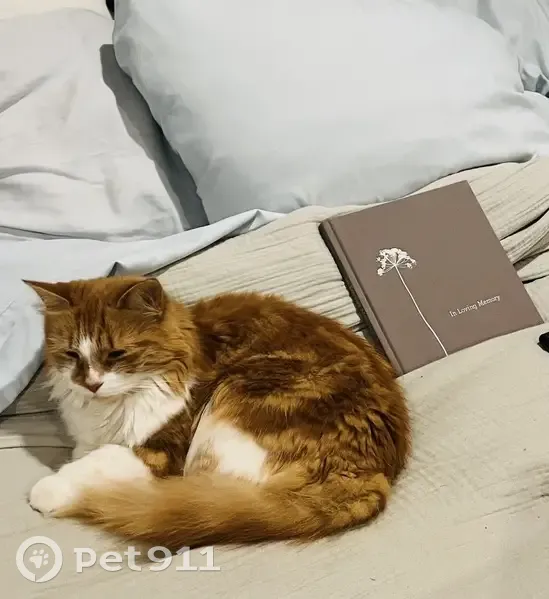 Lost cat, Middlebrook Place, Fairfield - small orange with fluffy tail - photo
