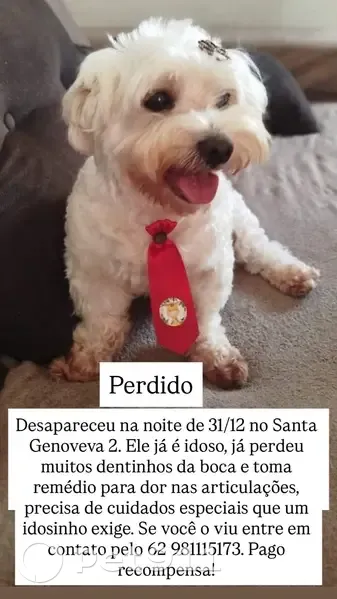 Cachorro perdido Macho (brl002657) - photo