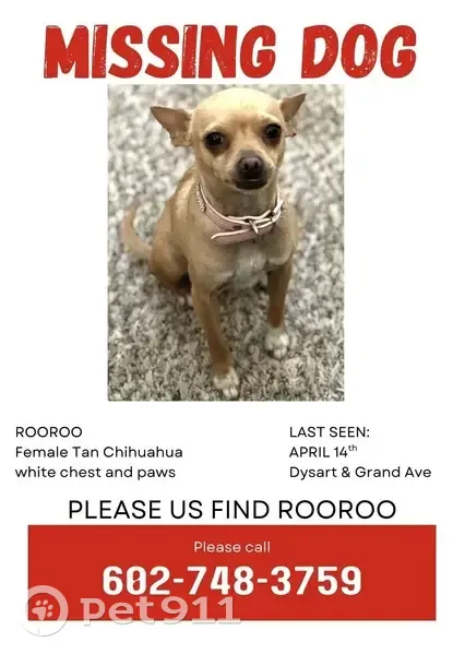 Lost dog, Surprise, Arizona - female small tan chihuahua - photo