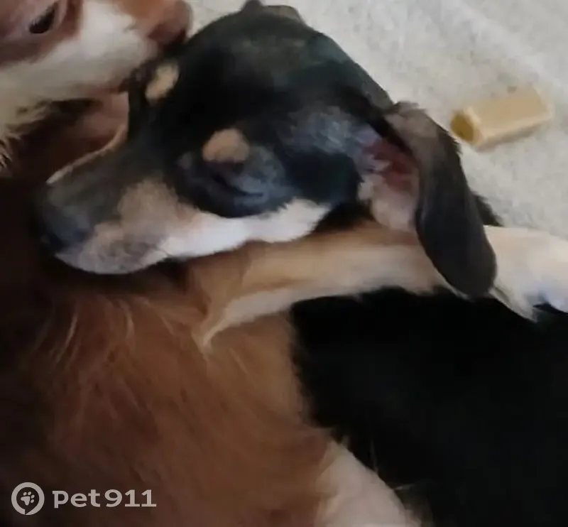 Lost female dog, Collier Street, Indianapolis - black, 6-9 lbs - photo