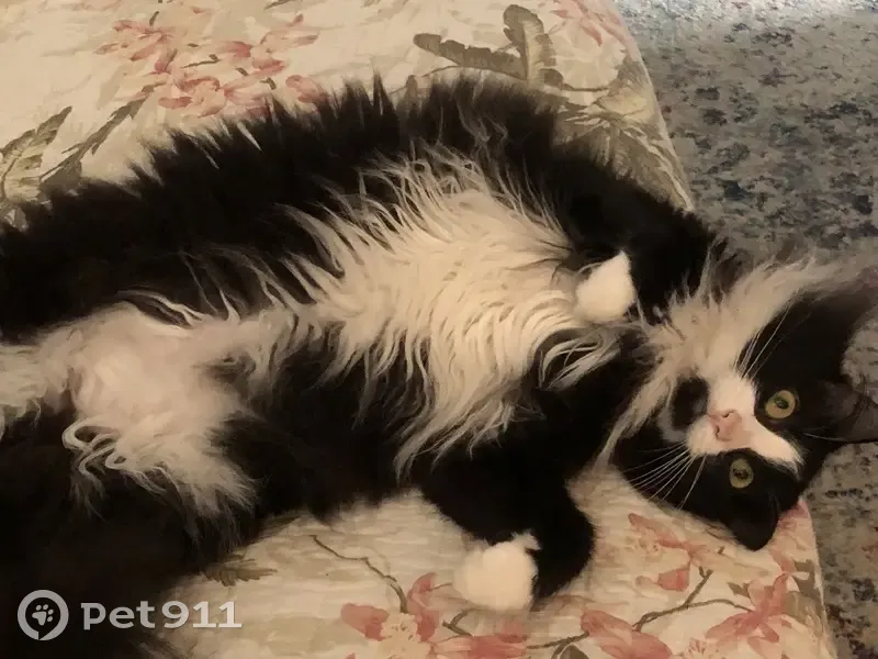 Lost cat, Northwest 46th Avenue, Plantation - female long haired tuxedo - photo