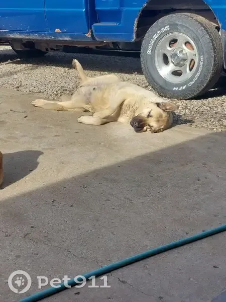 Lost dog, North 300 Road, Edgerton - large tan Anatolian Shepherd - photo