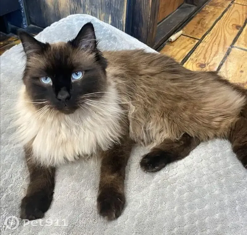 Lost male cat, West 1st Street, Mesa - photo