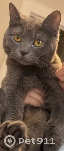 Lost female cat, Voorhies Avenue, 2026, Brooklyn - photo