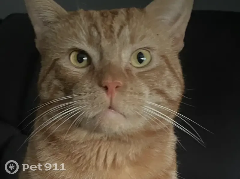 Lost male cat, Sydney - ginger with long whiskers - photo