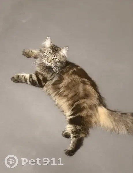 Lost cat, Shelsley Avenue, Oldbury - female, very shy - photo