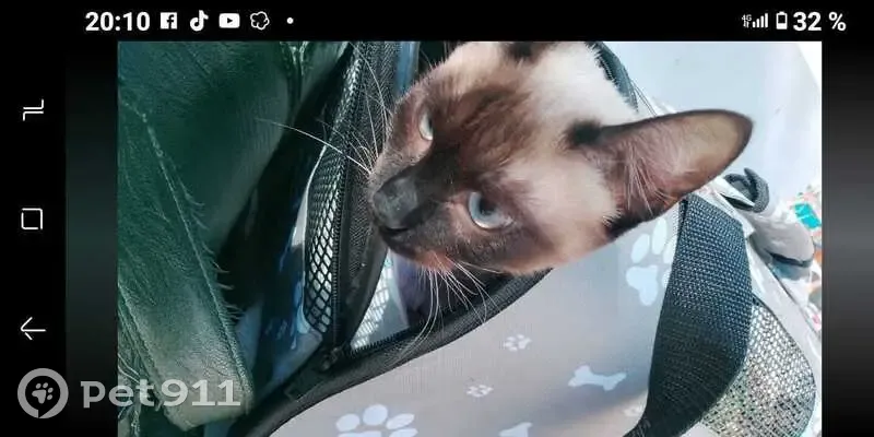 Perdido gato, Calle Inmaculada Concepción, 1, Algeciras - hembra Siamese - photo