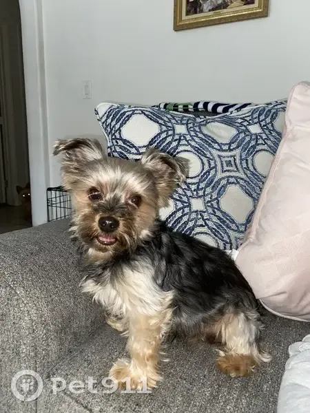 Lost dog, Rassler Avenue, Las Vegas - brown and black coat - photo