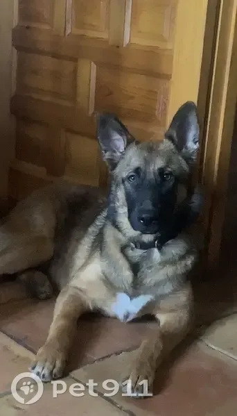 Perdido perro macho, Casicas del Portal, Caravaca - tipo pastor con collar - photo