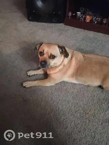 Lost dog, Riverview Avenue, Pittsburgh - tan coat with black face - photo