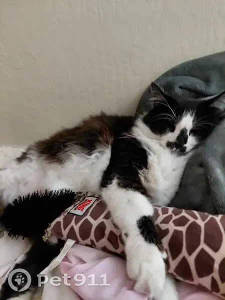 Lost male cat, Brookdale Avenue, Mountain View - Oreo, a fluffy tuxedo - photo