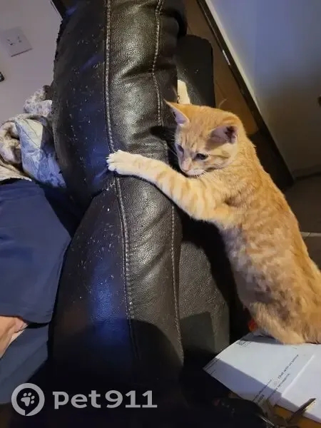 Lost female cat, Franklin Avenue, Gulfport - orange with sores - photo