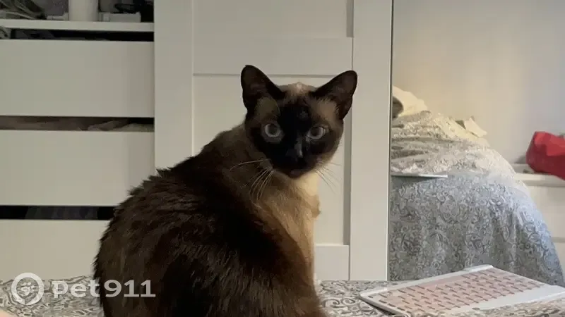 Perdido gato, Carrer de Floridablanca, Nº 99, Barcelona - siamesa con chip - photo