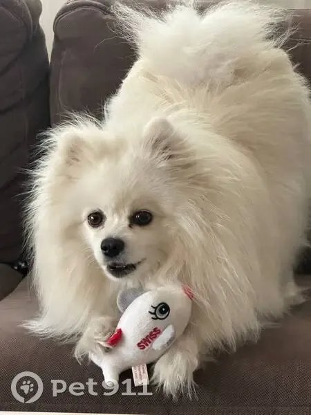 Зникла собака, Польова вулиця, Бориспіль - білий шпіц Роккі - photo