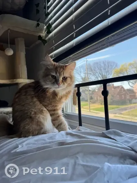 Lost cat, Robin Hood Road, Clifton - male with m-shaped stripe - photo