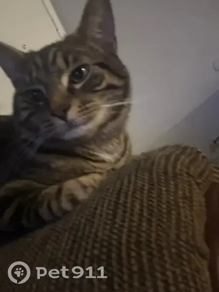 Lost cat, Turlington Road, Newport News - brown with black stripes - photo