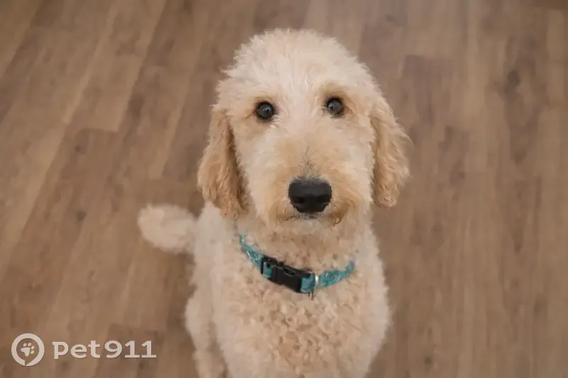 Lost male dog, Cheatham Road, 800, Griffin - medium size with curly poodle-like hair - photo