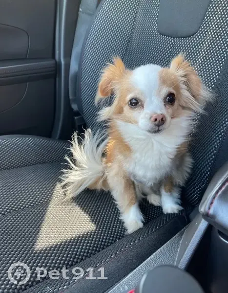 Lost dog, Alton Tucker Sr. Boulevard, Warner Robins - older, white/tan female - photo