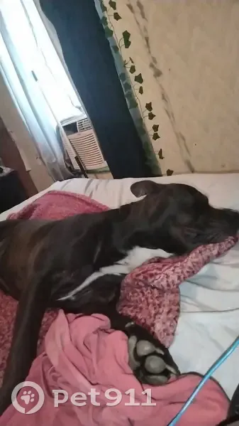 Lost dog, Reese Drive, Saucier - black with a white chest patch - photo