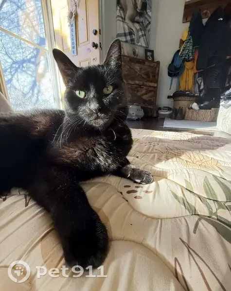 Lost cat, Sharps Street, Fort Collins - black with pink collar - photo