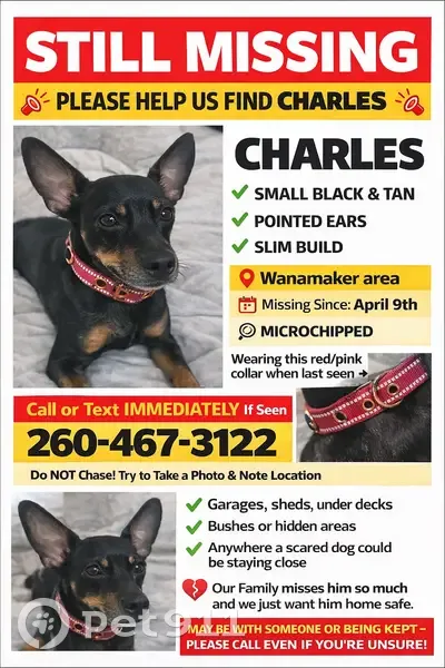 Lost dog, Northeastern Avenue, Indianapolis - male, black with burgundy collar - photo