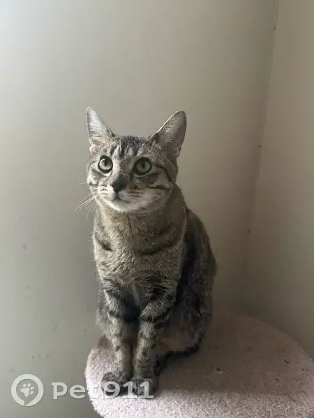 Lost cat, Hancock Street, Brooklyn - spayed female with a bald spot - photo