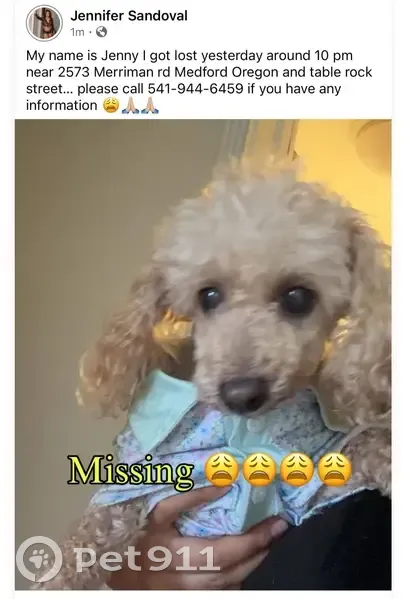 Lost female dog, Merriman Road, Medford, Portland - light brown color - photo