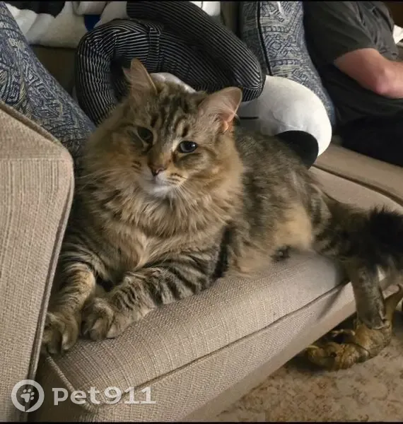 Lost cat, Blake Road, 301, Oxford - multi color - photo